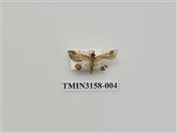 藏品(螟蛾315)的圖片